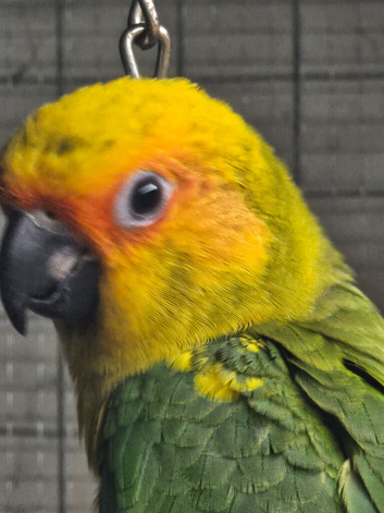 Sun Conure