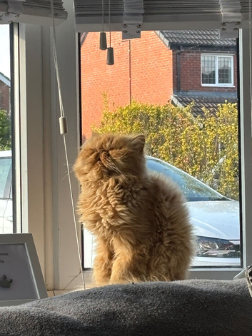 Persian cat for sale