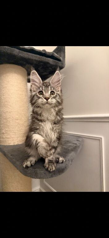 MAINE COON KITTEN