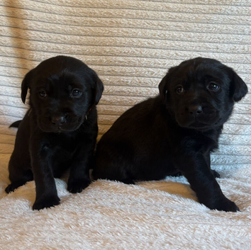Goregous Labrador Puppies