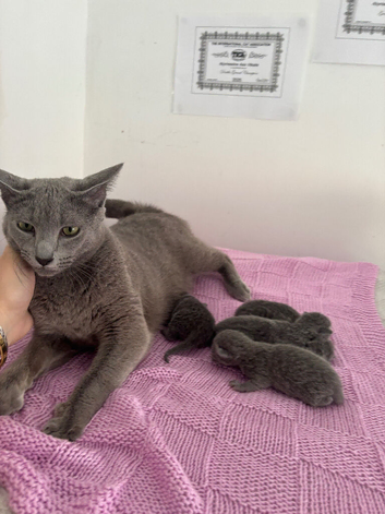 Pure pedigree Instagram star Russian blue kitten litter