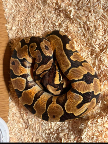 snake for sale