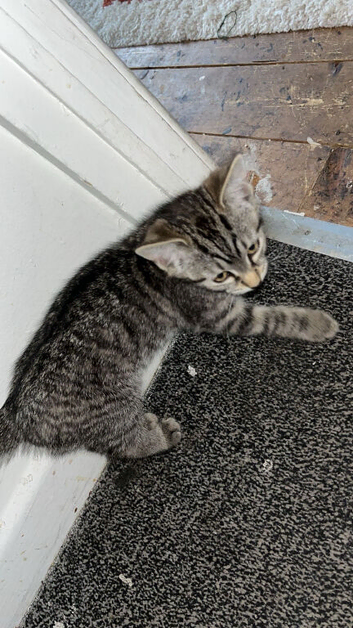 Beautiful Kittens for Sale &ndash;  2 Boys & 1 Girl | Mother Cat Also Available