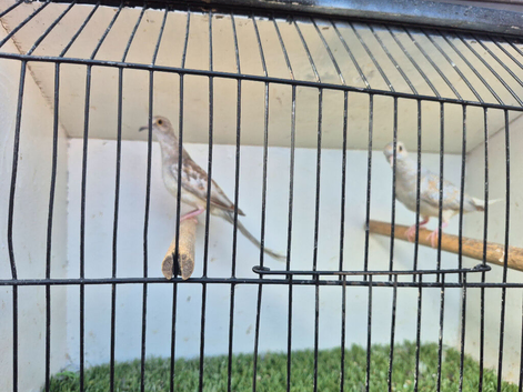 Baby diamond doves