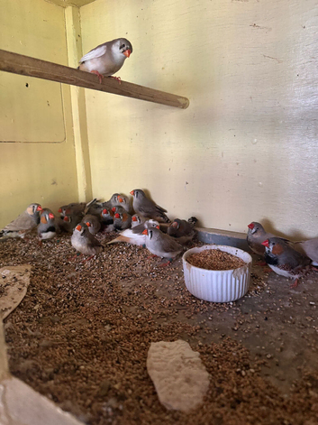 2026 zebra finches