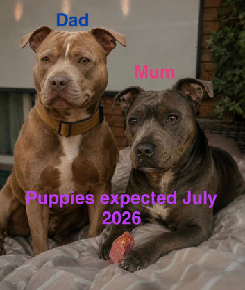 Staffordshire bull terrier puppies due mid July