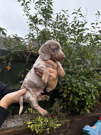 5 male miniature dachshunds