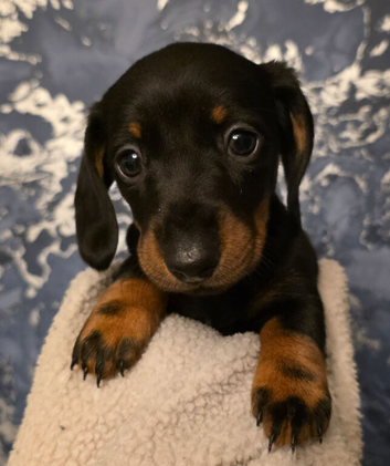 Gorgeous little Lilly looking for her forever home