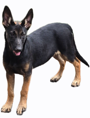 Belgian malinois pups