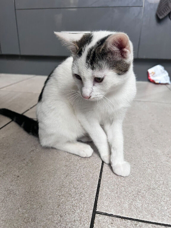 Kitten ready to go