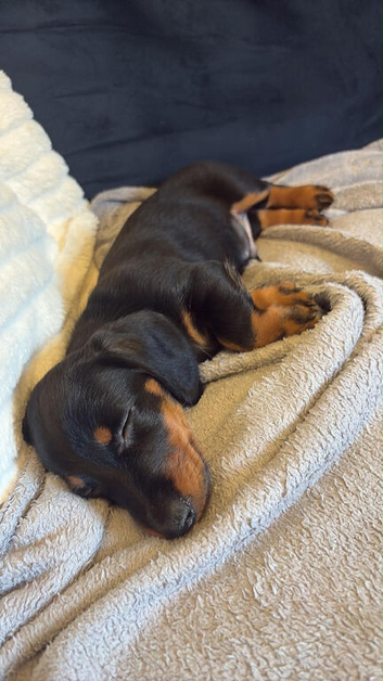 11 weeks old male mini dash hound