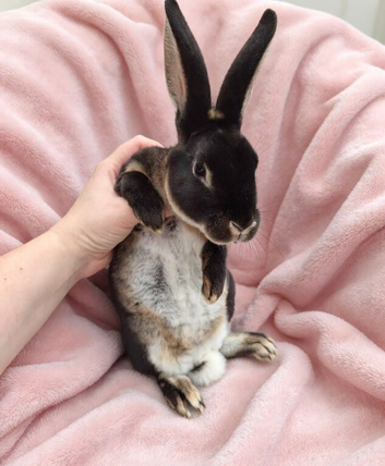 Pair of mini rex babies