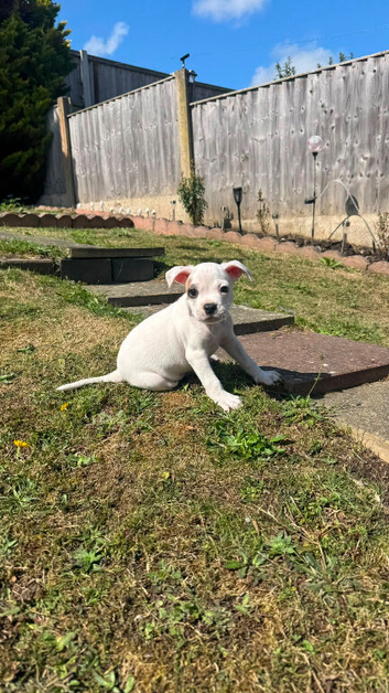 American bulldog