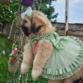 Beautiful shitzu girl