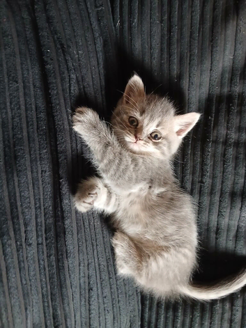 8and half weeks old PERSIAN