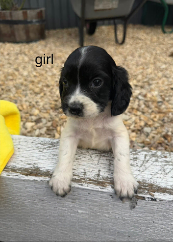 cocker spaniel puppies for sale