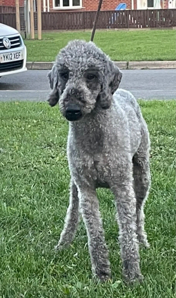 Bedlington terrier stud