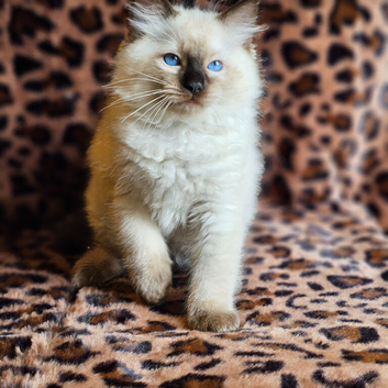 Ragdoll Kittens