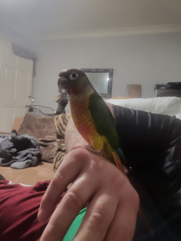 Beautiful hand reared tame conure