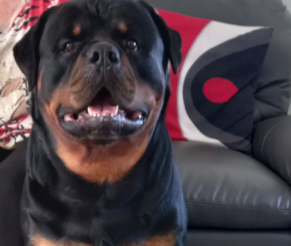 Rottweiler