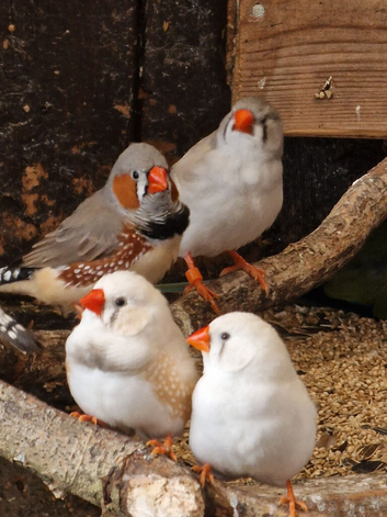 This years Zebra finches &pound;10 or 2 for &pound;15