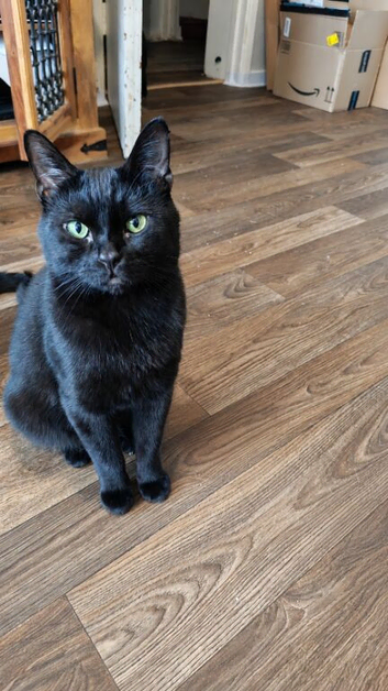Oreo