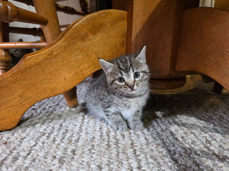 Adorable female kitten ready in 3 weeks