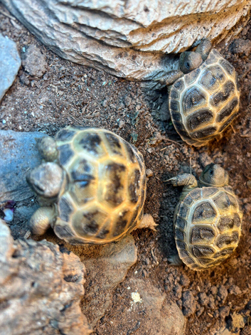 Two unsexed cb25 horsefield tortoise