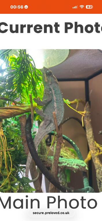 Panther chameleon for sale with all of his stuff!