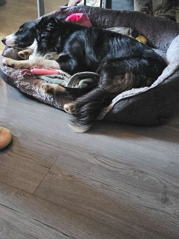 Border collie