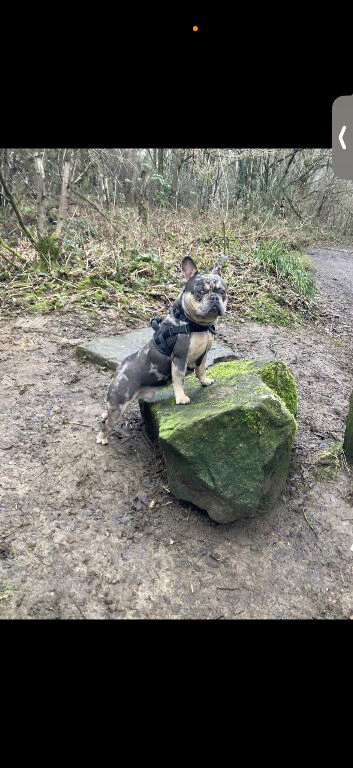 Dog for stud