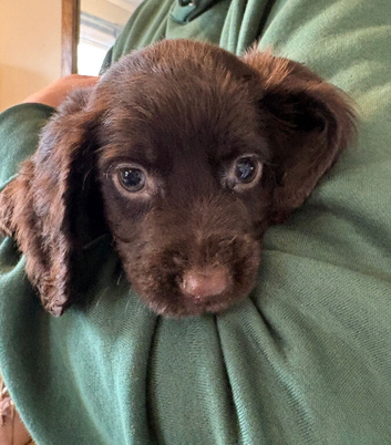 Beautiful 8 week old cocker spaniel puppies