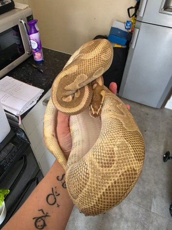 Various Morphs Of Royal Pythons