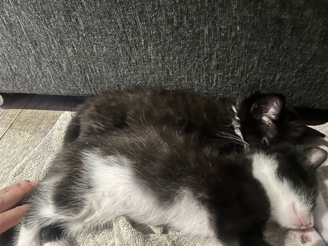 4 Kitten&rsquo;s left