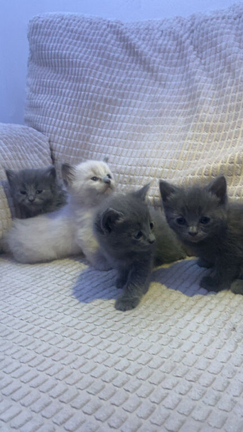 Ragdoll X British Kittens