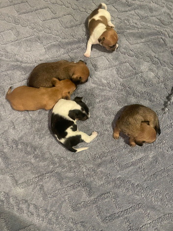 Jack Russell x chihuahua