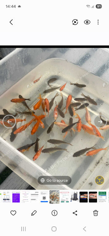 Goldfish