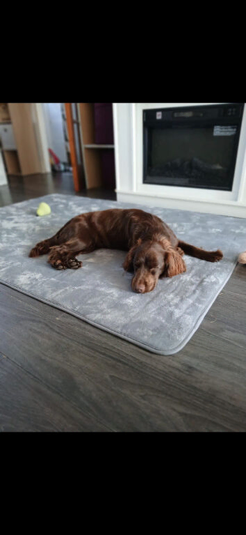 Teddy