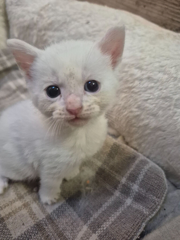 Beautiful kittens male & female looking for new forever home