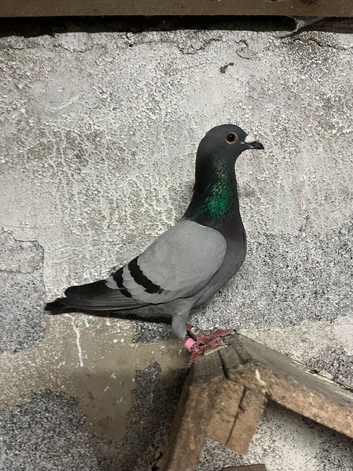 racing pigeon for sale