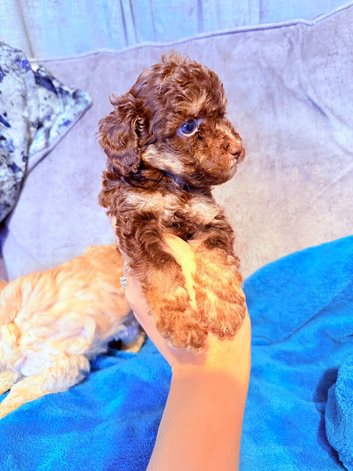 Beautiful Yorkiepoos