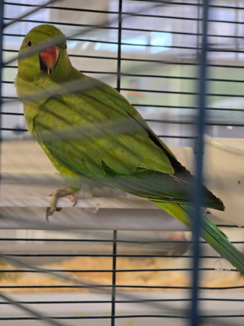 Indian ringnecks