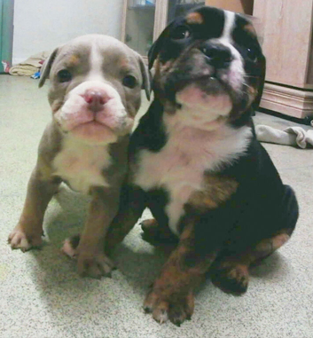New English Bulldogs puppies