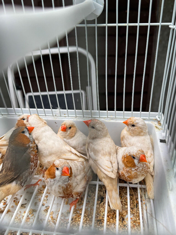 Zebra Finches