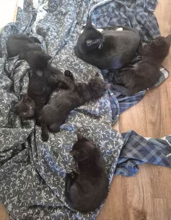 5 black kittens, possibly fluffy. Ready to go.