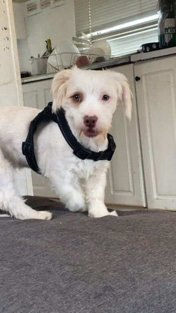 benji