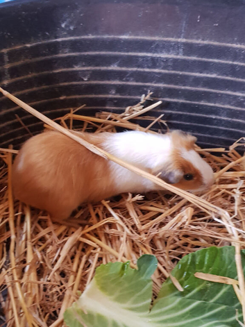 Baby Guinea pigs