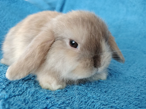 Selection of mini lop babies available