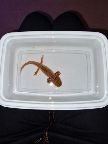 Copper Axolotl (3 months old )