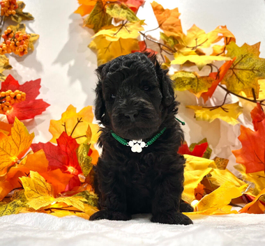 RARE Silver Miniature Poodle Puppies | DNA CLEAR